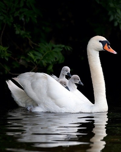 Photo:  swan with cygnets